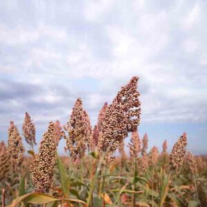 You Can Raise Grains in Your Garden Image